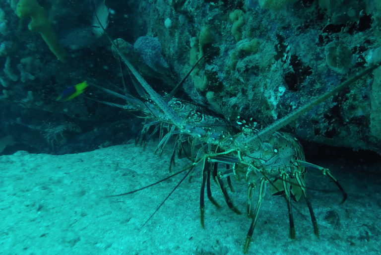 Scuba Diving