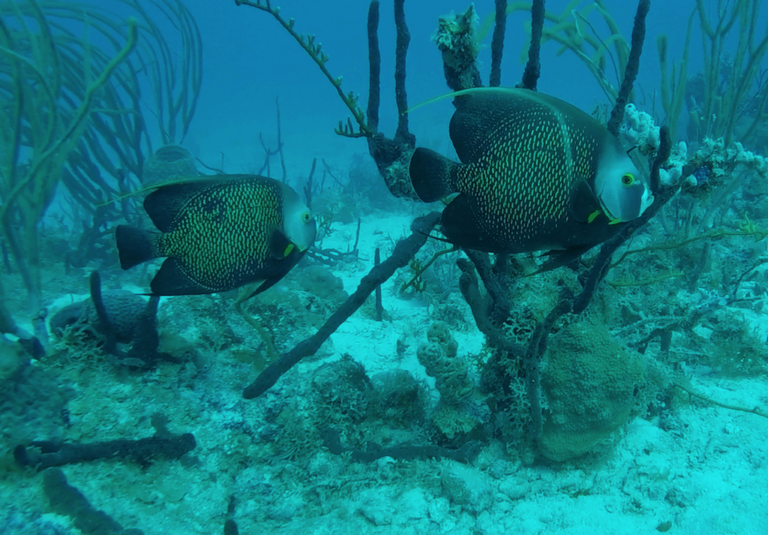 Scuba Diving