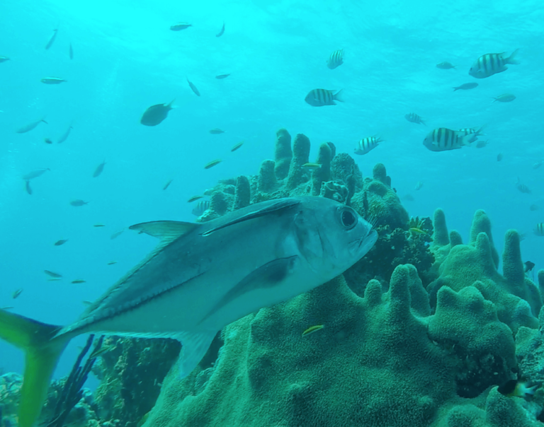 Scuba Diving