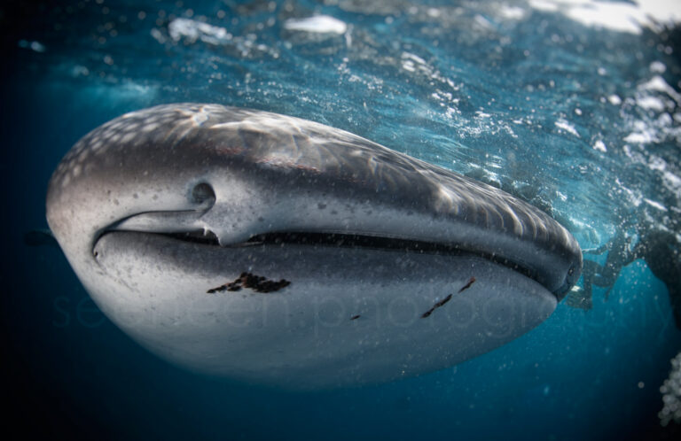 Sealife