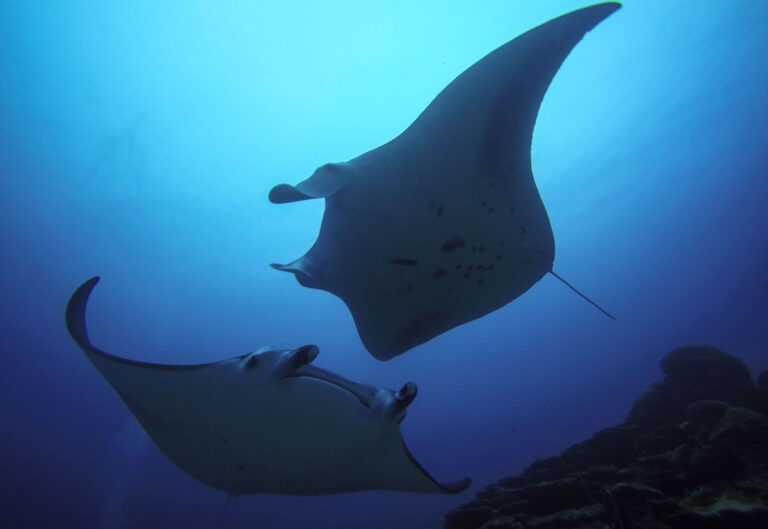 Sealife