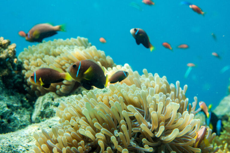Snorkelling Experience