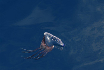Jelly fish