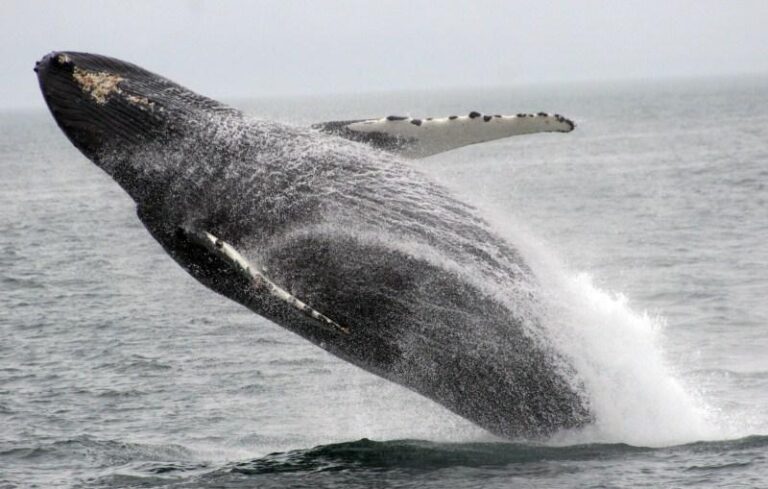 Yacht REFLECTIONS - Breaching Whale