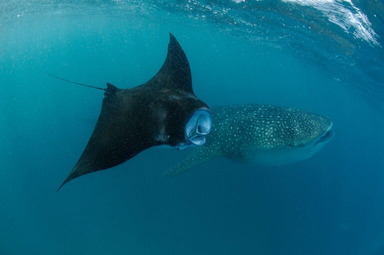 Diving