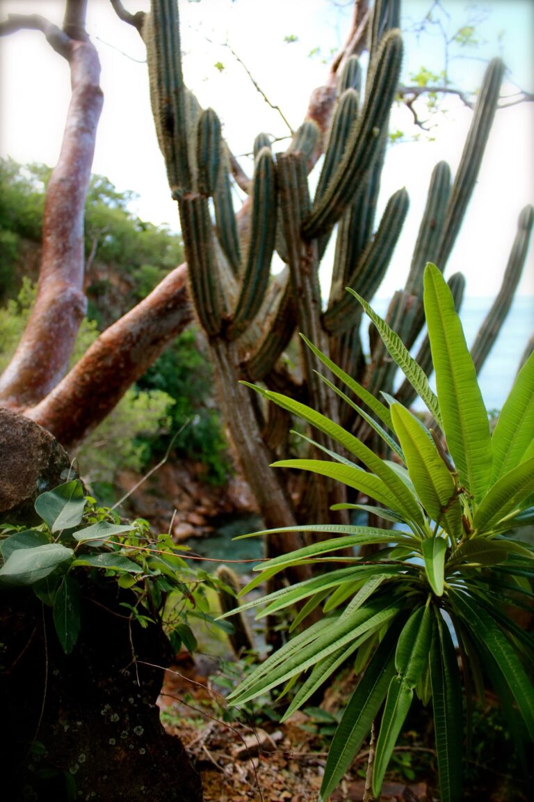 Plant