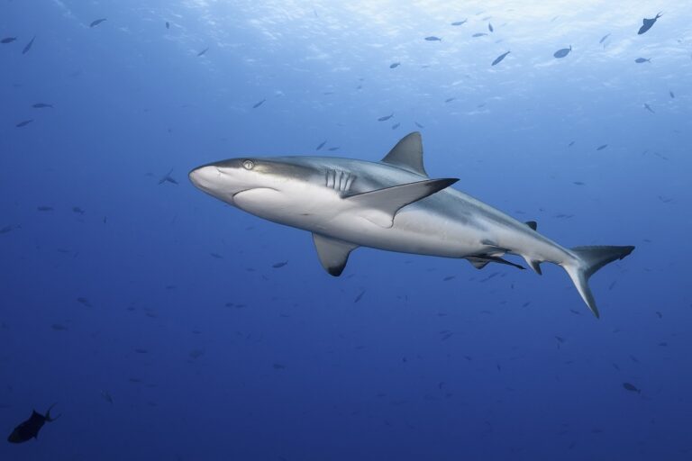 Shark
