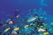 south pacific yacht charter