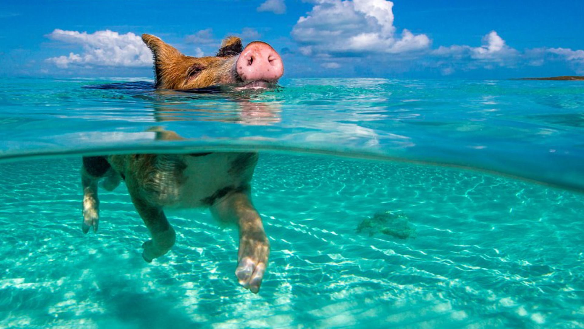 Abacos