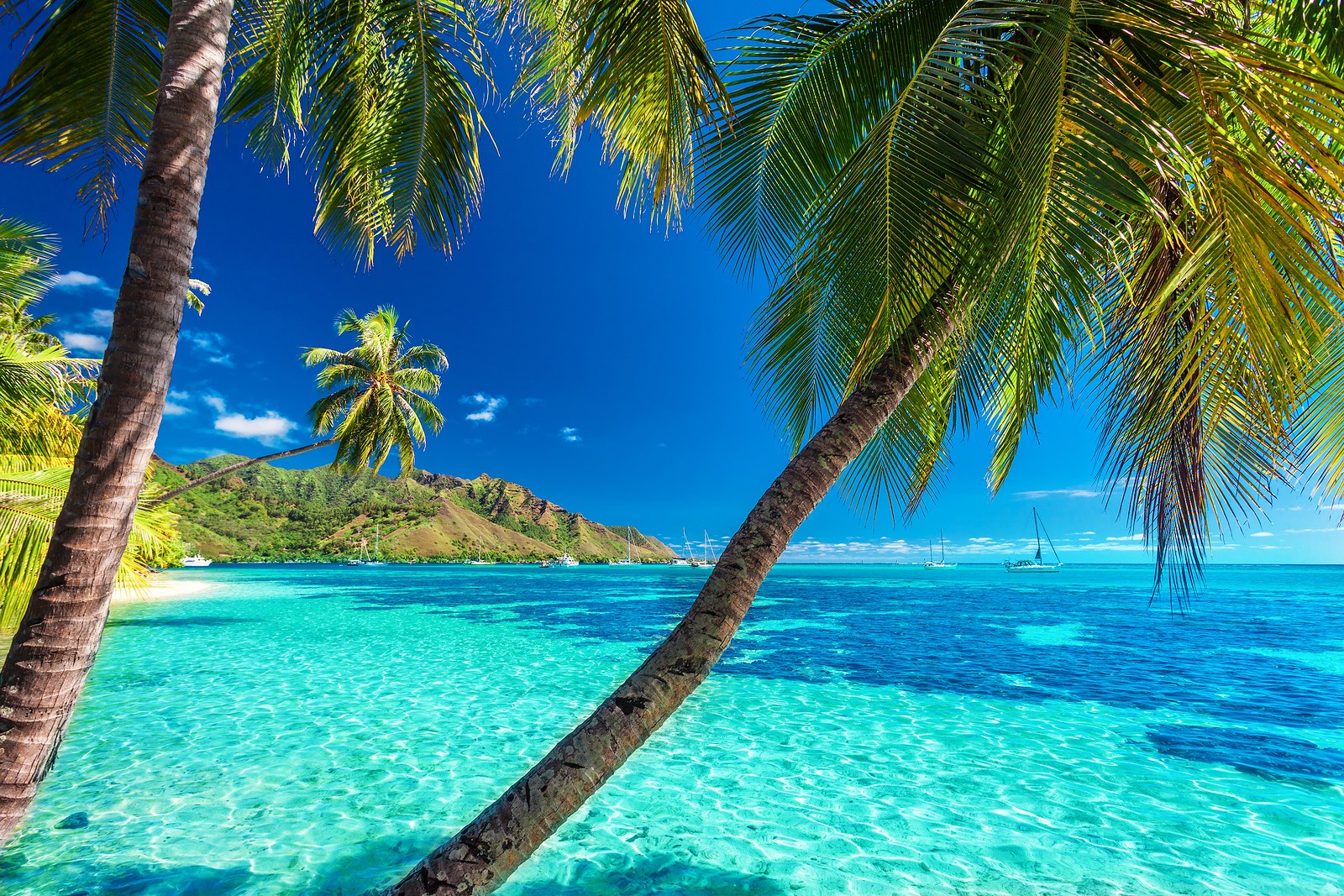 Dominica