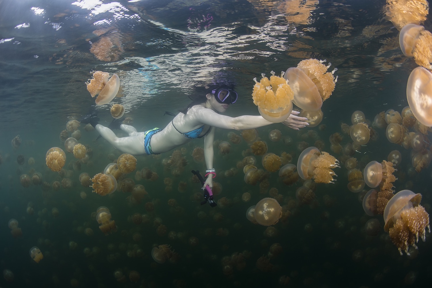 Diving in the jellyfish lake