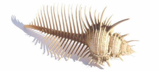 Venus Shell