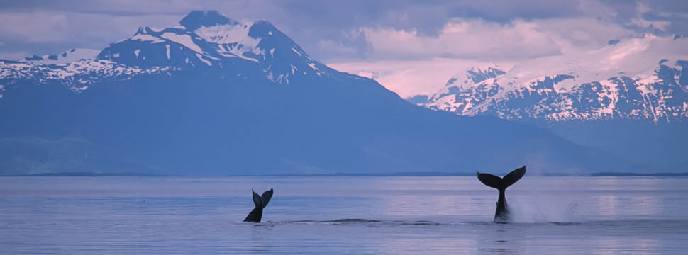 Charter Safari Explorer in Alaska.jpg