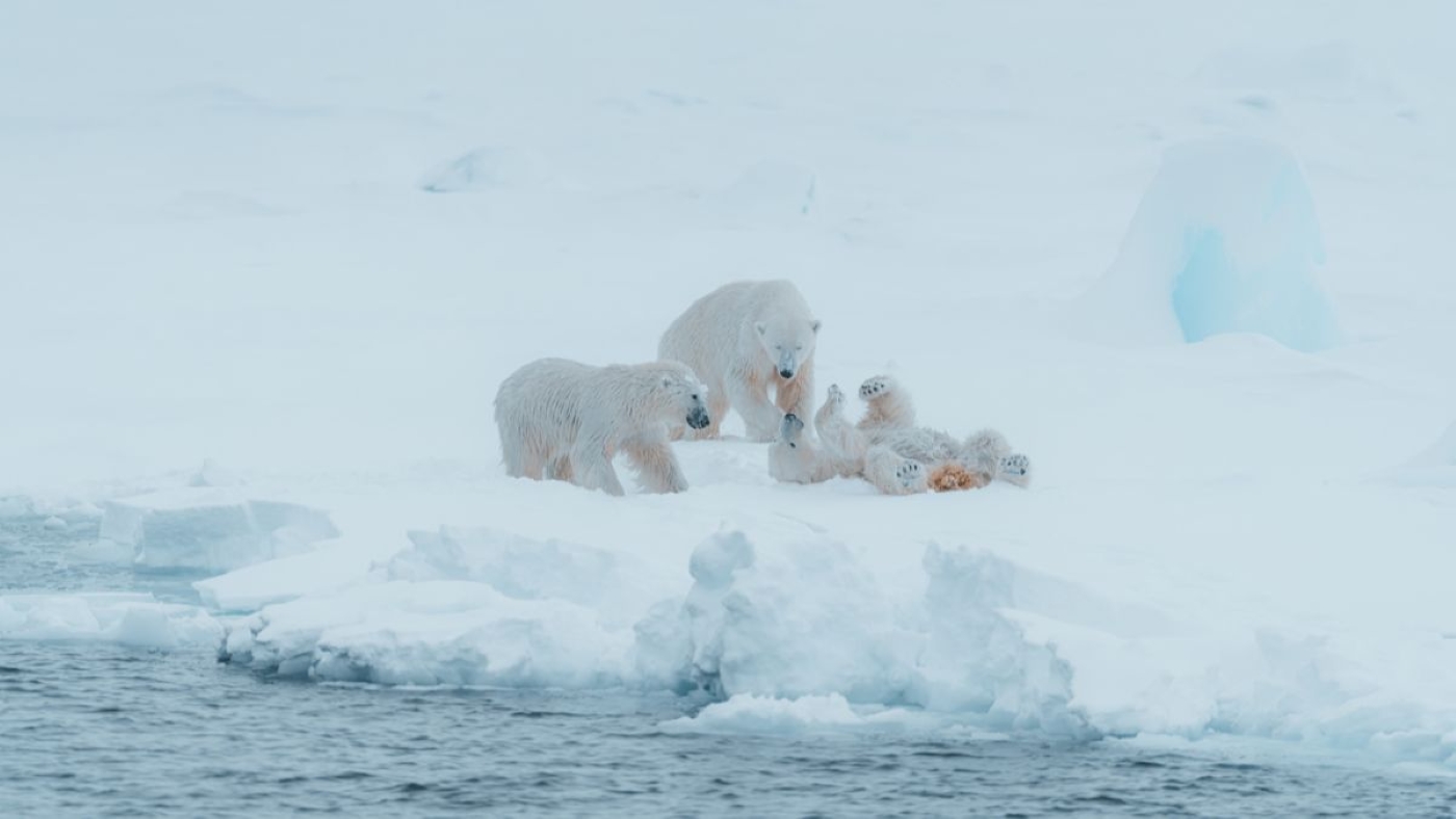 Polar Bear.jpg