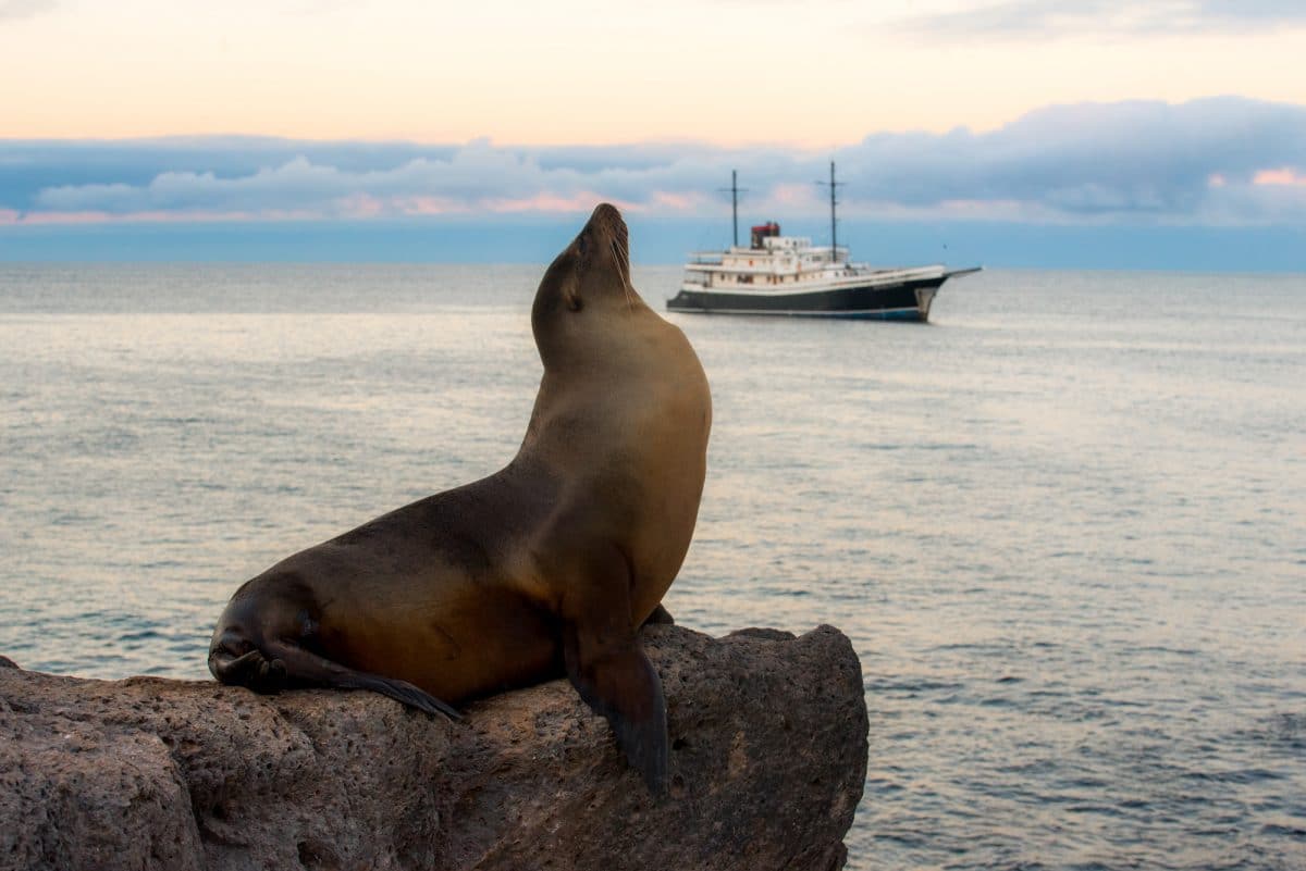 Sea Lion.jpg