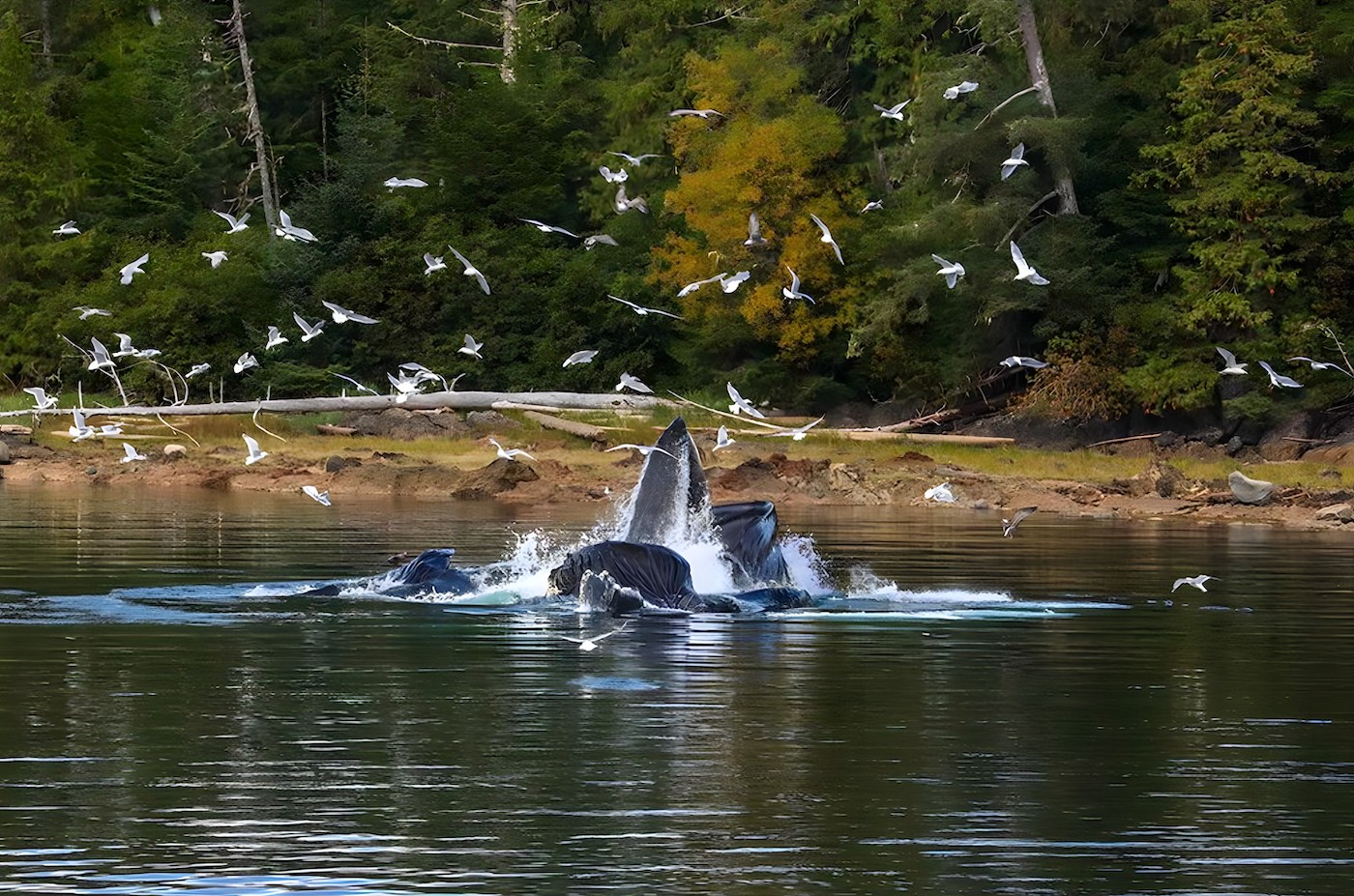 Shana super yacht whales.jpg