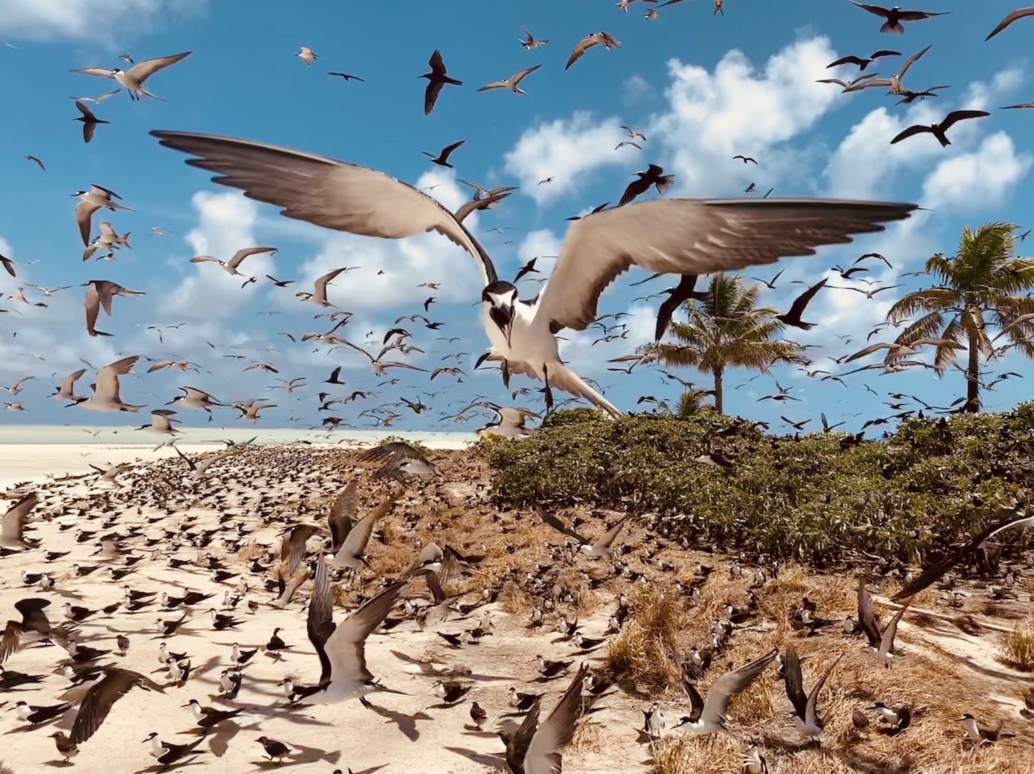 birds in Palau.jpg