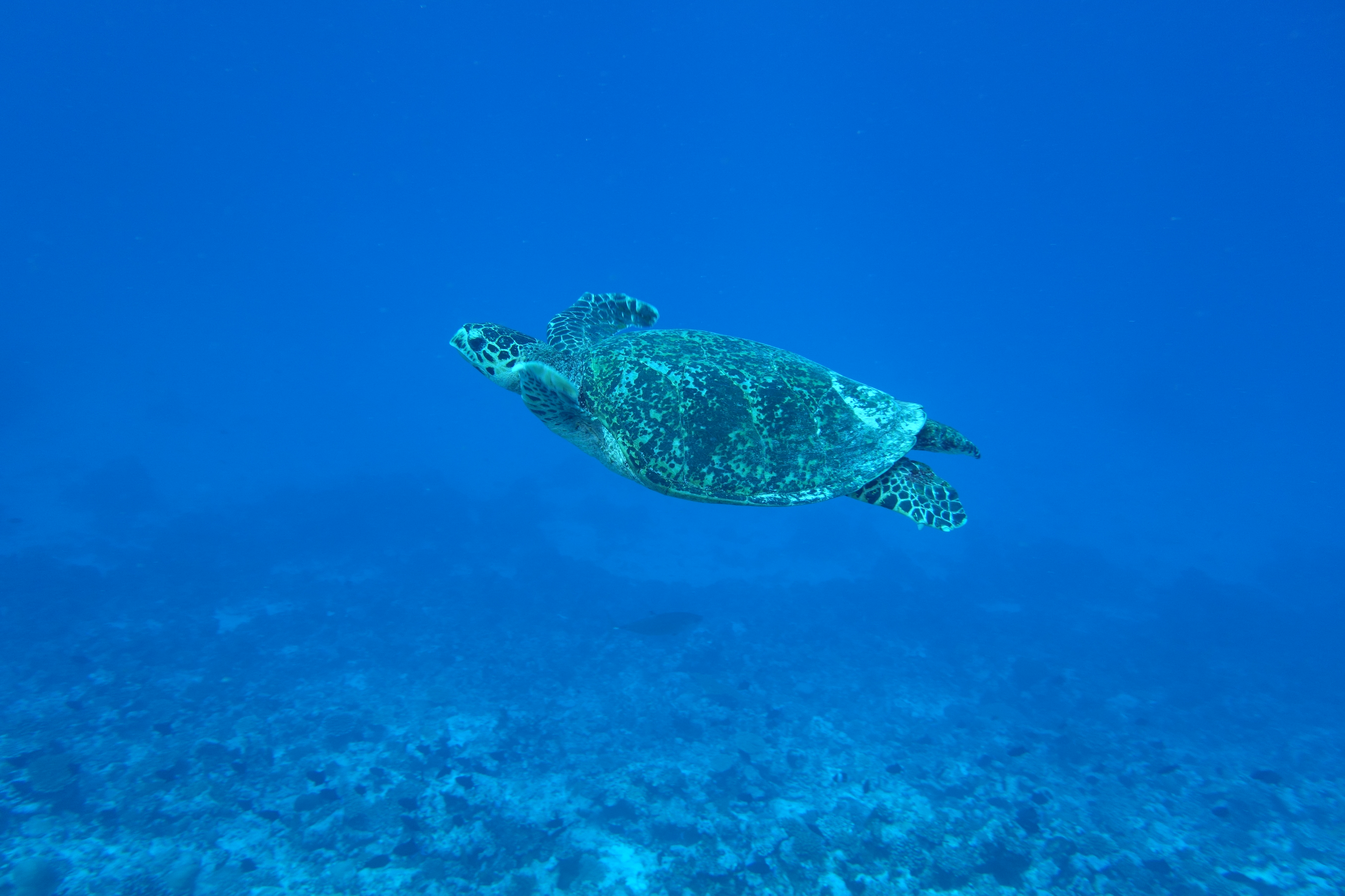 turtle.jpg