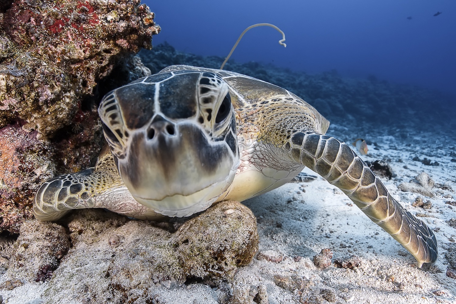 wildlife in Palau.jpg