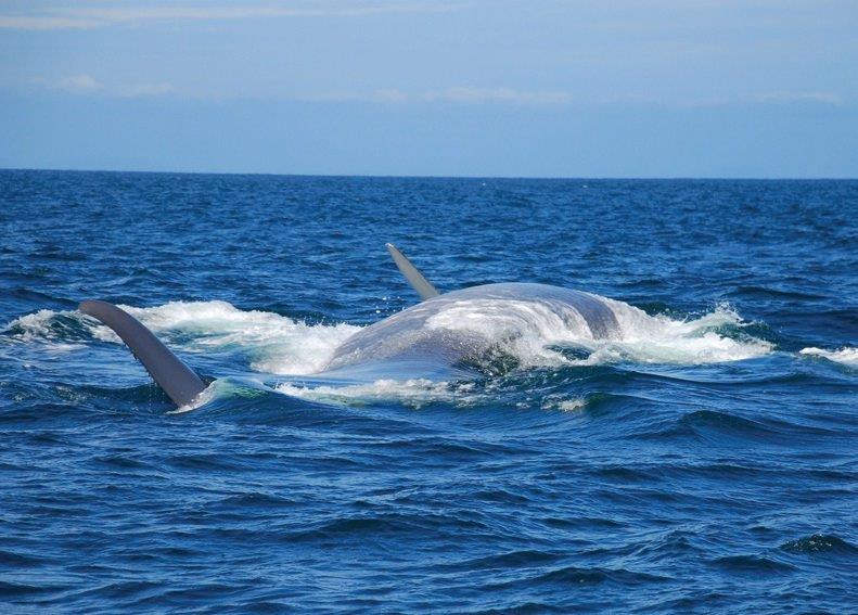 whale.jpg