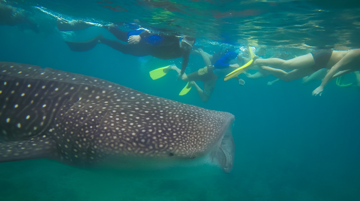 Maldives snorkelling .jpg