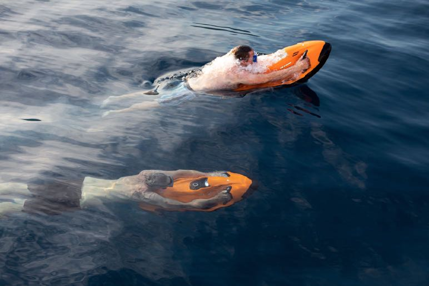 seabobs.png