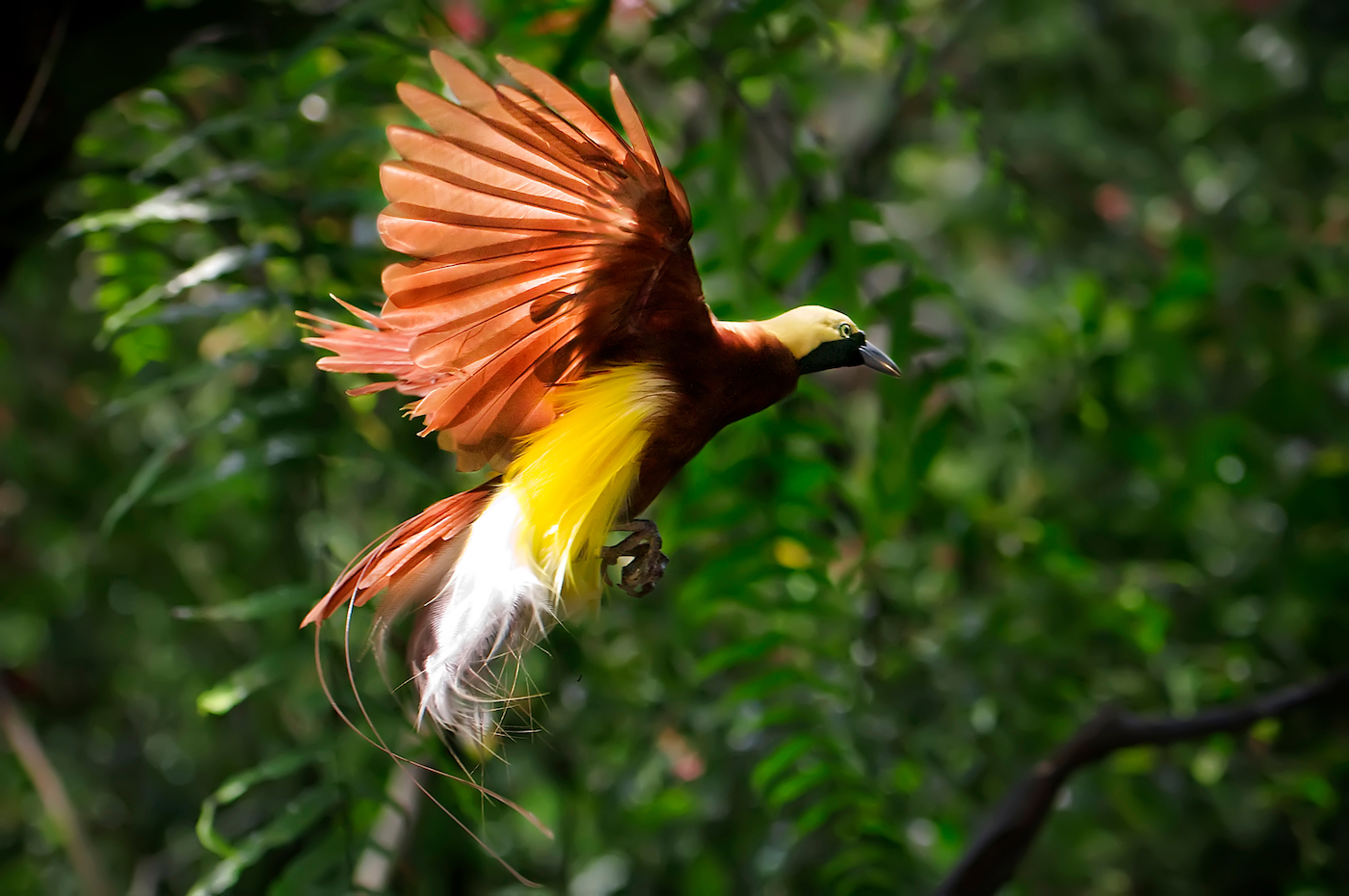 Red Bird of Paradise Raja Ampat.jpg