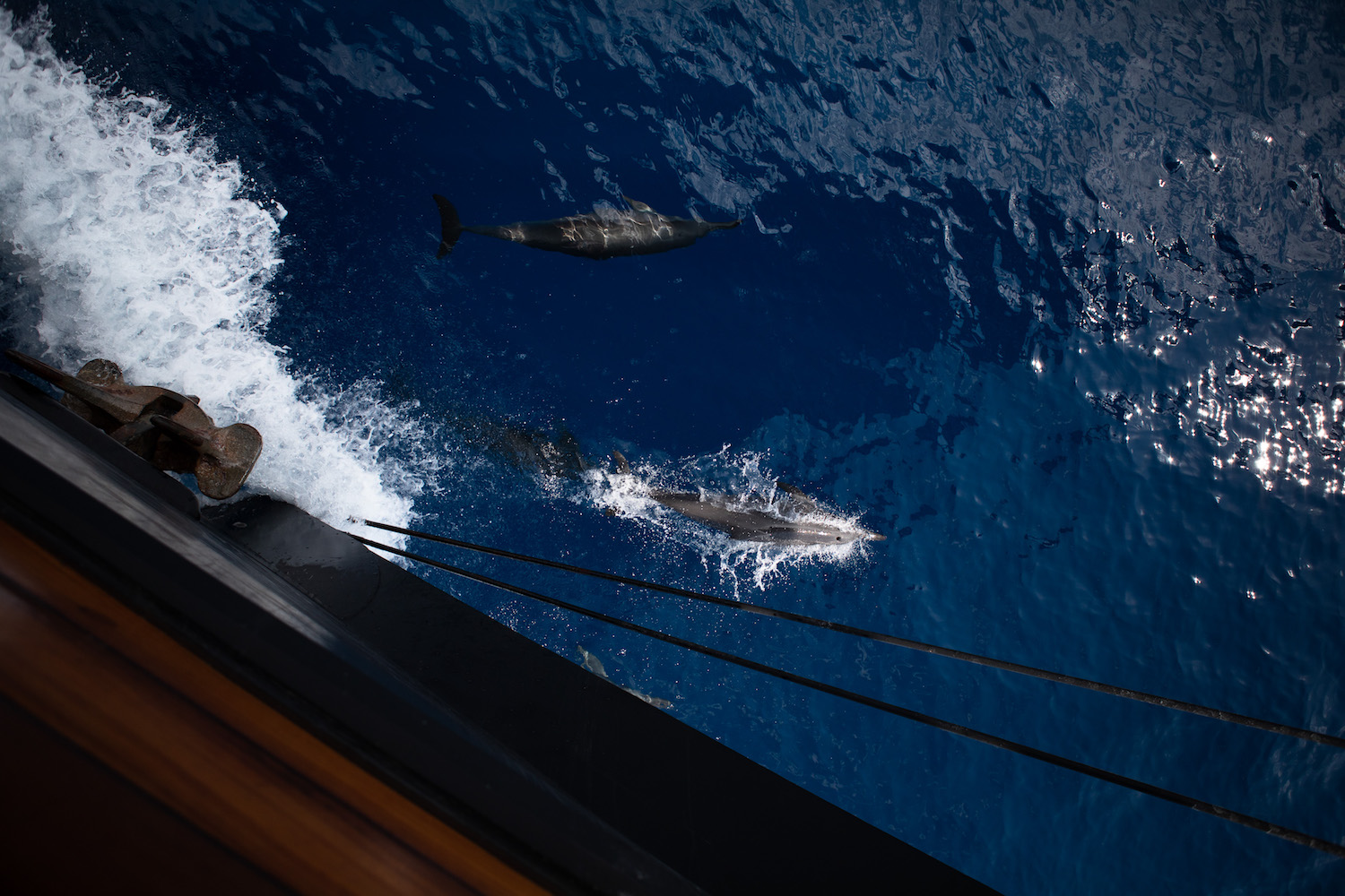 Dolphin Sighting.jpg