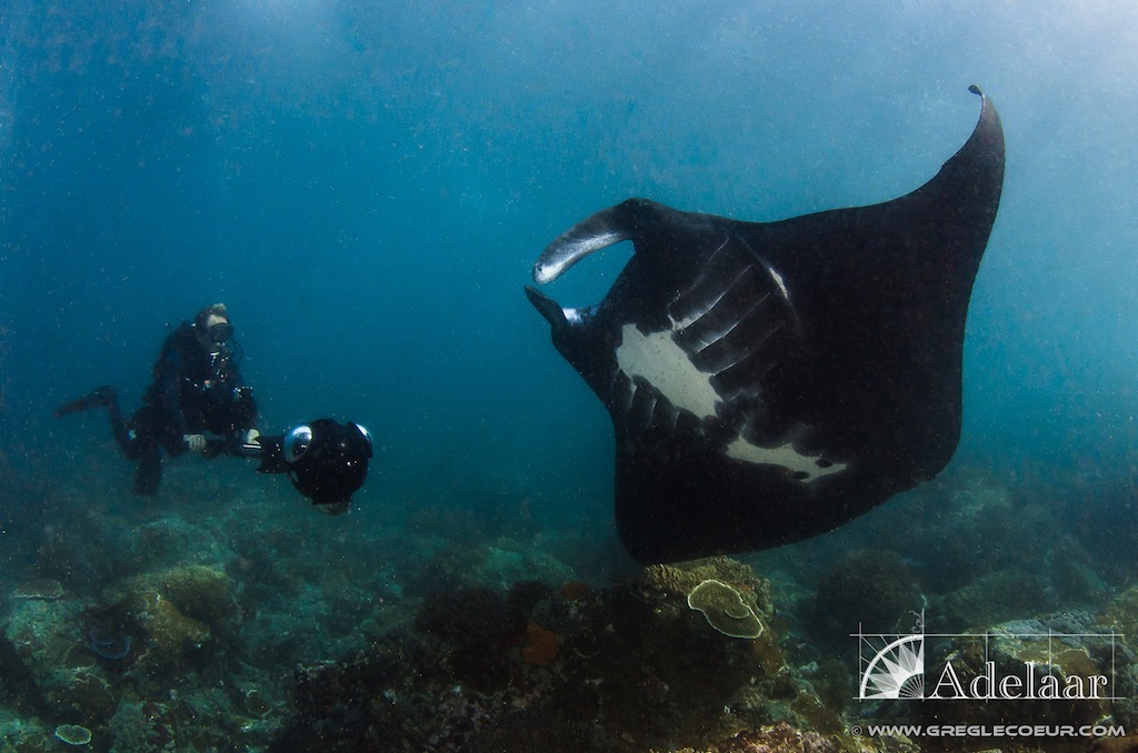ADELAAR - Manta ray.jpg