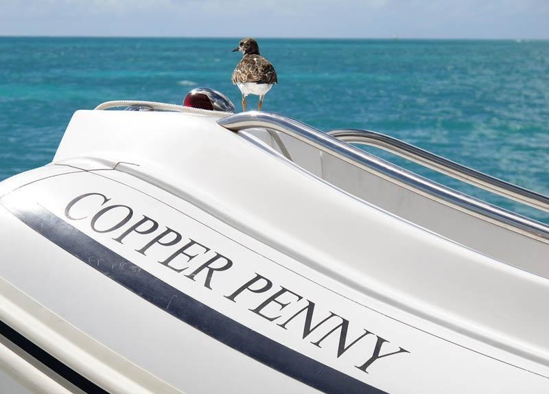 COPPER PENNY - Tender.jpg