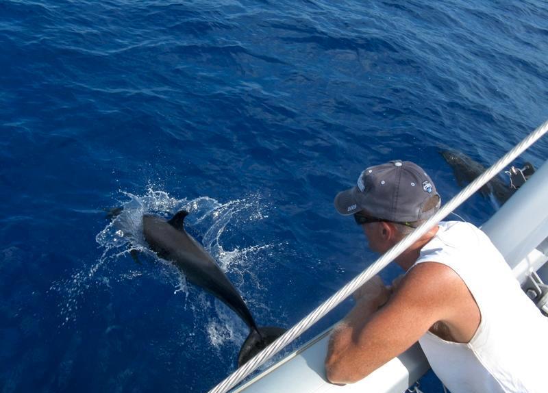 Cat AMAZING GRACE -  Dolphins.jpg