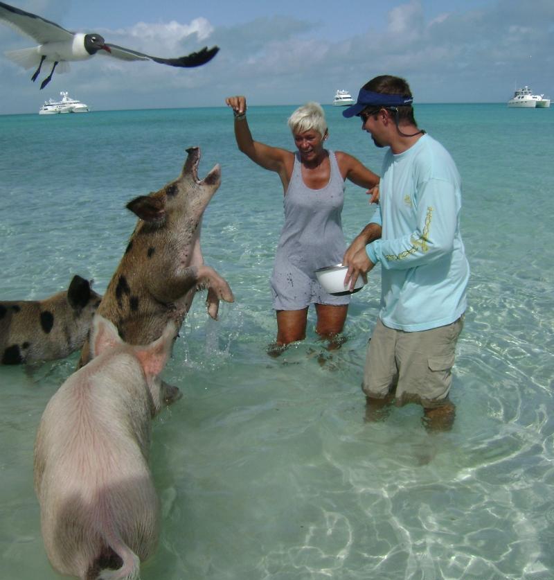 Cat AMAZING GRACE -  Feeding the Piggies.jpg