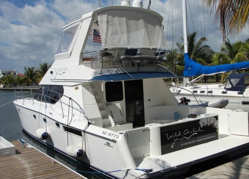 Motor Cat WILD ORCHID -  Main.jpg