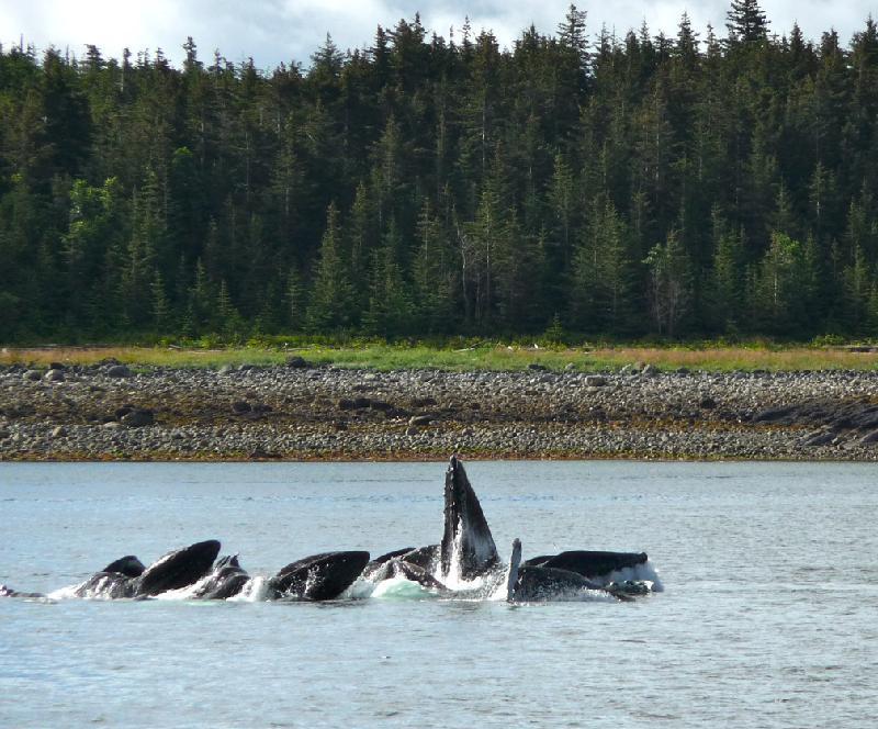 Motor yacht VIAGGIO -  Whales Feeding.jpg