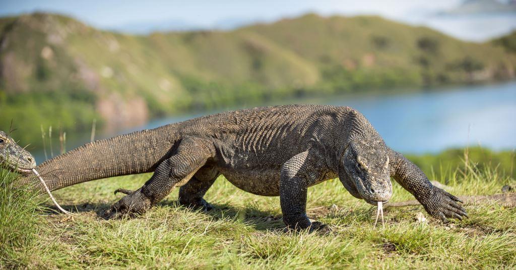 Nyaman - Komodo Dragon.jpg