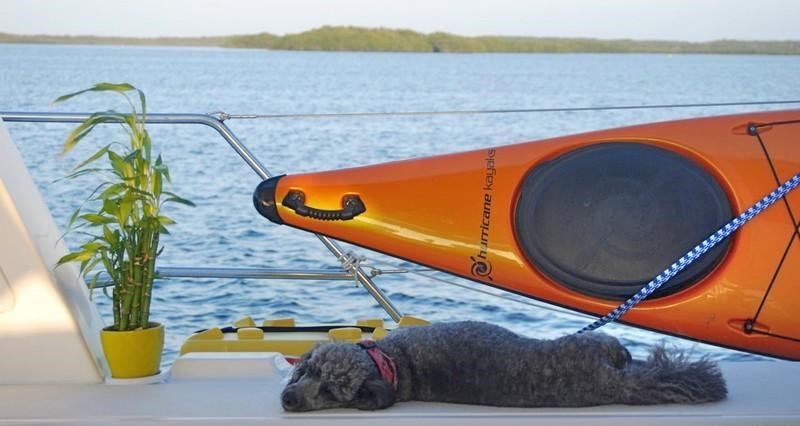 PARADIGM SHIFT - Pet dog Tabasco.jpg