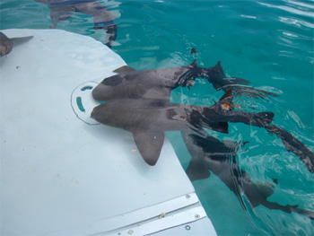 SIOUX EMPRESS -  Submersible Swim Platform.jpg