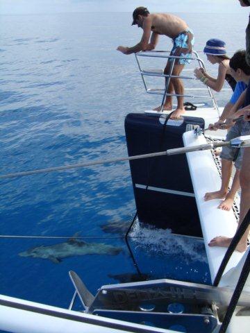 Sabore -  Cruising with Dolphins.jpg