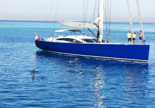 Spiip -  Swimming with Dolphins.jpg