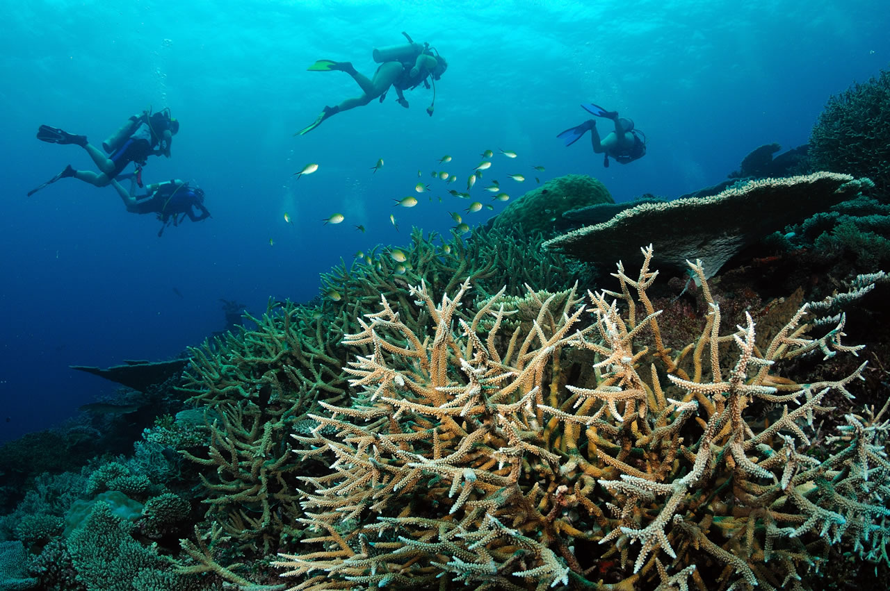 Yacht OCEAN DIVINE -  Scuba Diving.jpg