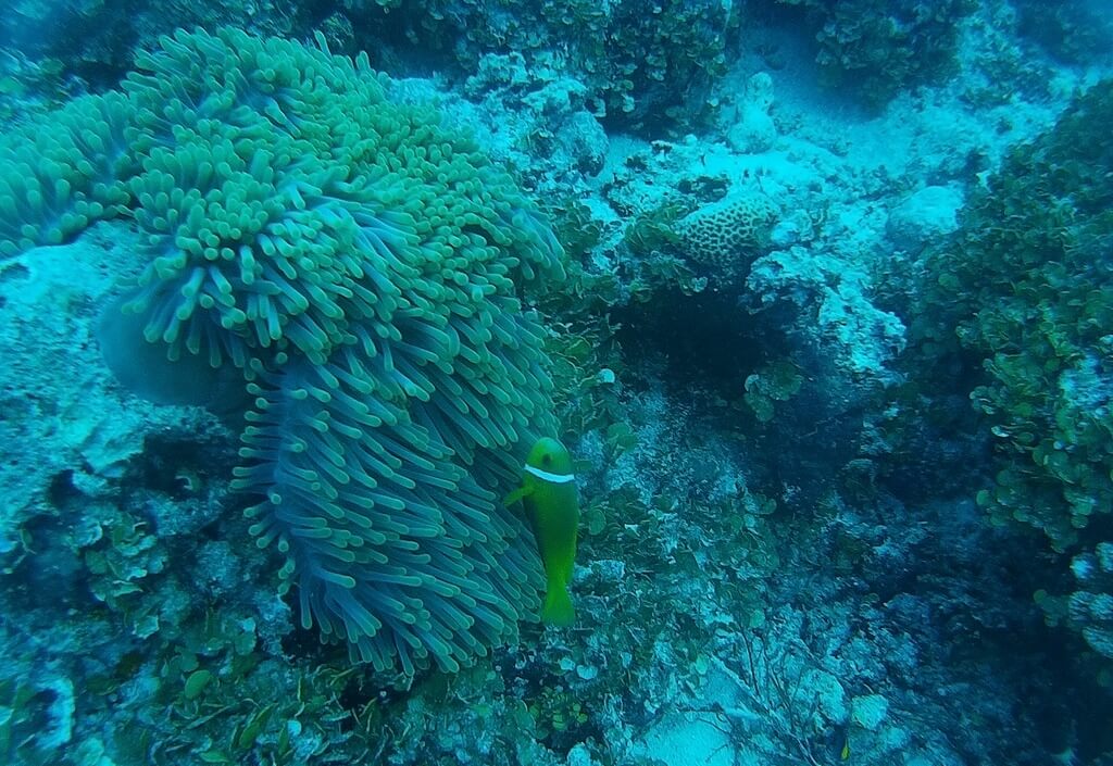 Diving