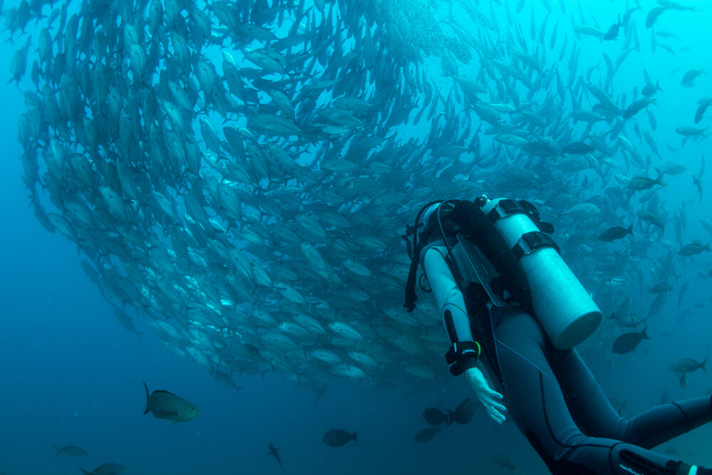 Diving Experience