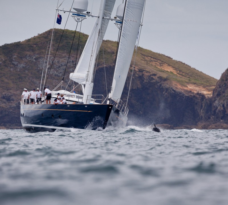 Dolphins race alongside Janice of Wyoming Yacht - Photo by Jeff Brown