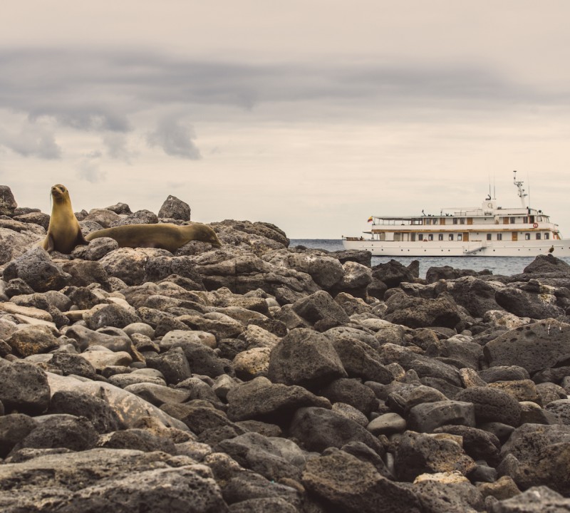 Hawk Sealions