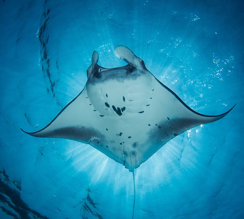 Marine Life
