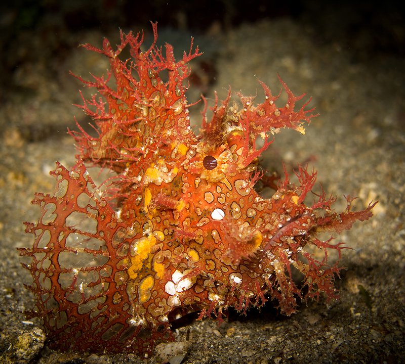 Marine Life