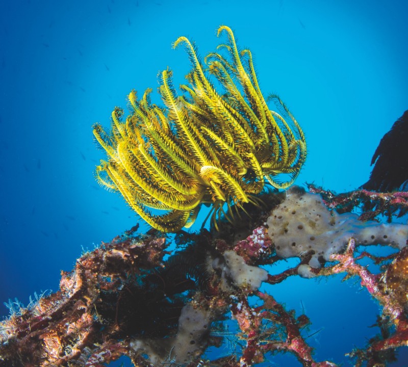 Underwater Life
