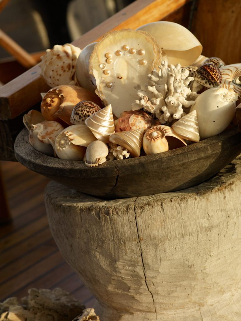 Silolona_indonesia_shells