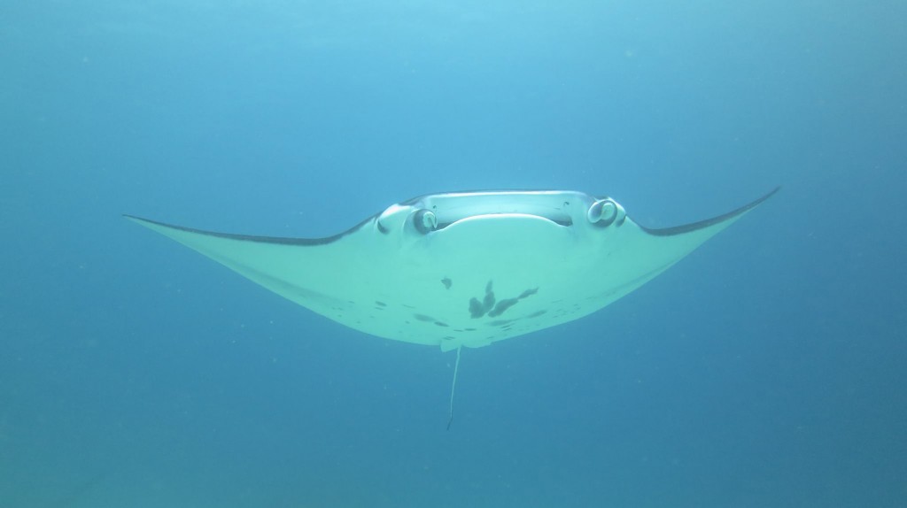 Mantaray