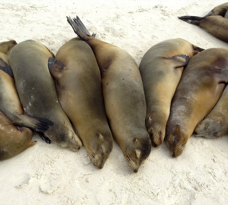 Sea Lions